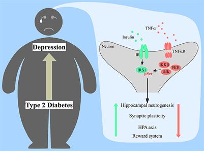 Frontiers Insulin Resistance As A Shared Pathogenic Mechanism Between   420372 Thumb 400 